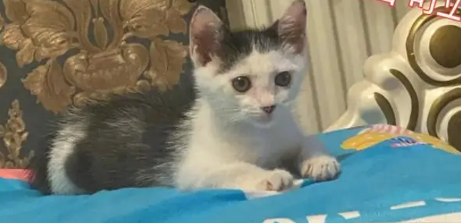 女子捡回家一只流浪猫，浑身脏兮兮十分可怜，喂养50天惊艳众人