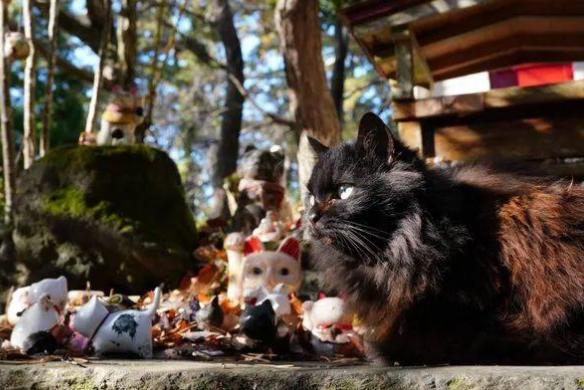 日本田代岛喵星人神社又来了新猫猫，这次是只黑猫主持来值班