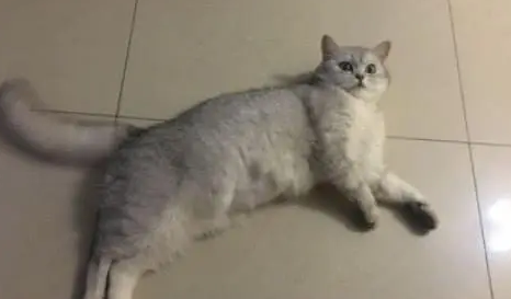 猫咪生了窝小奶猫，每次喂奶都一脸惊恐：我是不是快要被吸干了？