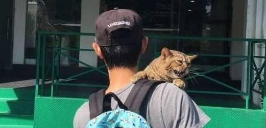 猫咪知道要去打针，拒绝的撕心裂肺，主人低头一看瞬间笑喷了！