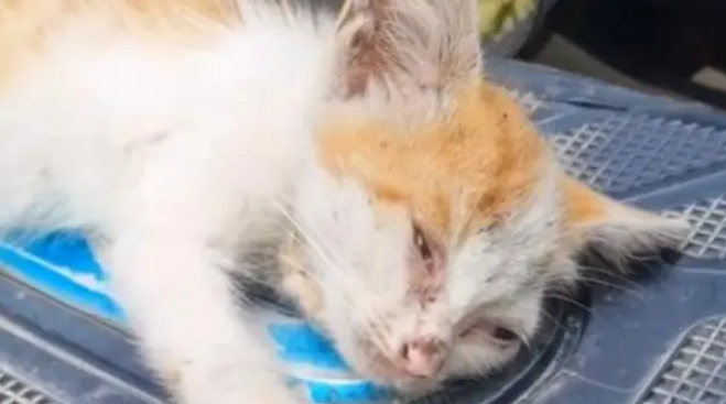 小猫咪饿得走不动路，被好心人喂了火腿肠后，双眼热泪盈眶