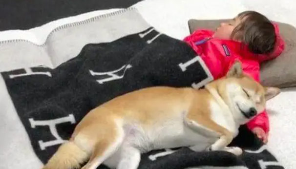 柴犬偷偷溜进婴儿房不出来，妈妈推开门一看潸然泪下