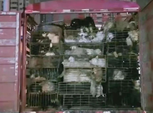 救了一只猫肉车上皮包骨的小猫…果然小猫被爱后会疯狂长出血肉！