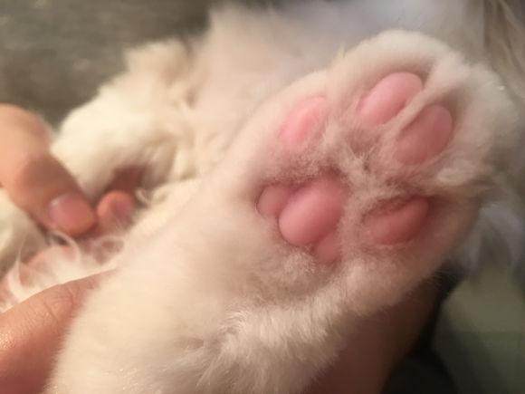 宠主网购一只价值万元的布偶猫，喂养两月后，我们的幸福就开始了