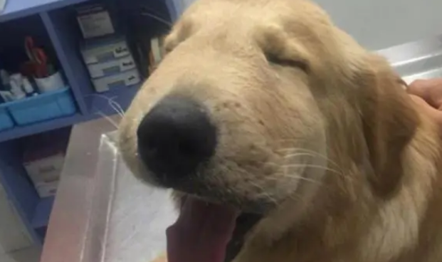 泰国一金毛犬贪玩，被蜜蜂蛰了脑袋，模样让人既心疼又想笑