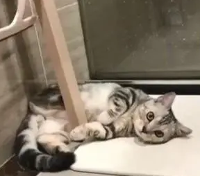 小鲜肉主人给猫洗澡，猫咪一脸“花痴”地看主人，网友：猫是颜控