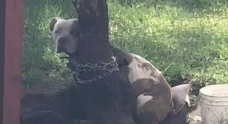 比特犬被绑在树边不能吃喝，眼神中只有绝望，被救后重拾笑容