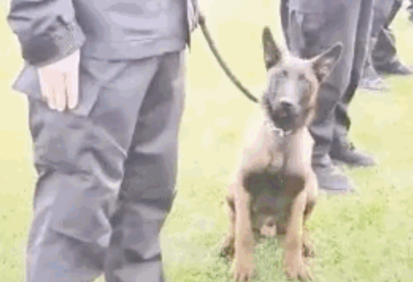 网红警犬“巴万”又上热搜了……这次是越狱干坏事去了哈哈哈！