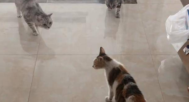 流浪猫主动上门求收养，却遭家猫驱赶，它离去的背影太让人心疼