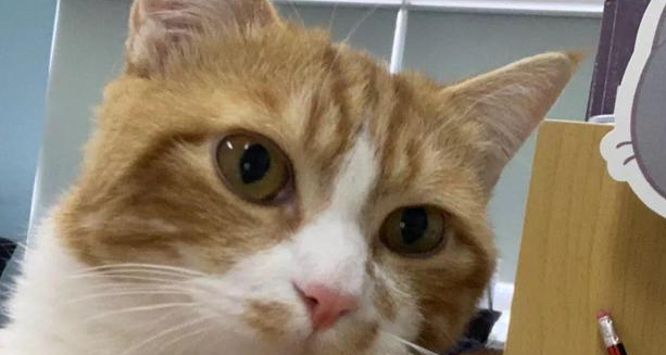 猫咪走丢3天，铲屎官嗓子都喊劈后接到电话：前几天找你买的旧沙发里有只猫...