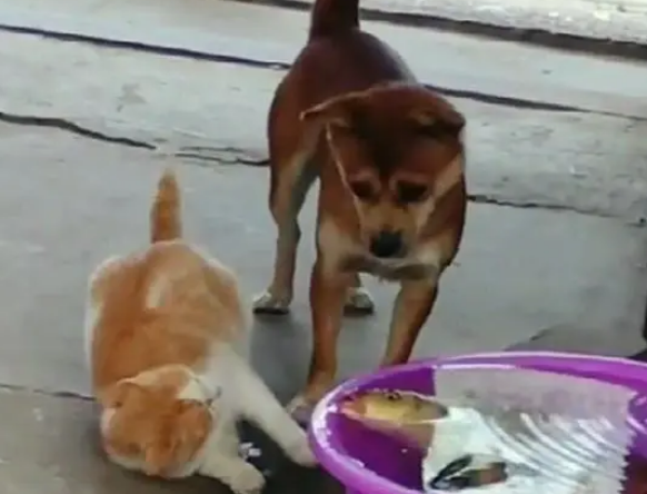 主人看到猫咪要偷鱼，刚准备去阻止就笑喷了，狗：你给我安分点！