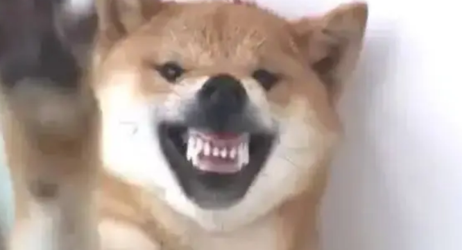 柴犬对着主人龇牙咧嘴，主人上去就是一巴掌