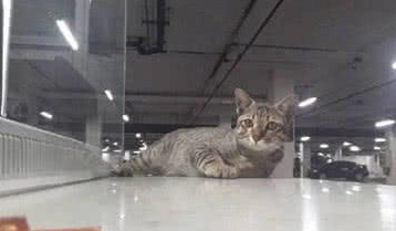 这只猫咪居然在停车场收费，谁家的猫咪啊，喵：留下鱼干再走！