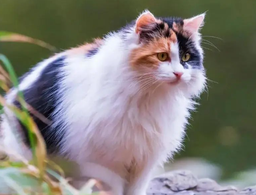 家有萌宠 | 绝美三花猫，简直是“偷心大盗”