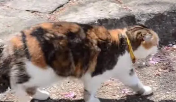 主人为给猫咪减肥，带猫咪去爬山，连续七年爬山猫咪成“明星”