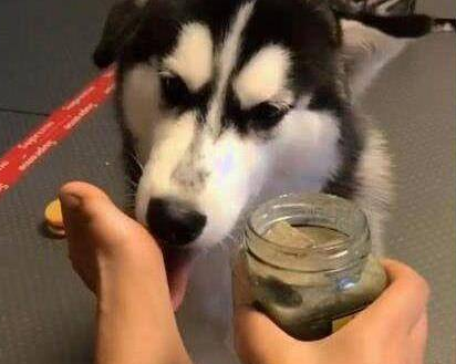 哈士奇口味独特，主人做实验测试二哈，做出的举动让铲屎官都惊了 
