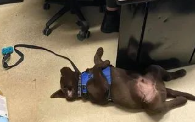 全美最懒警犬走红！因为太贪睡，警察局都想辞退它…