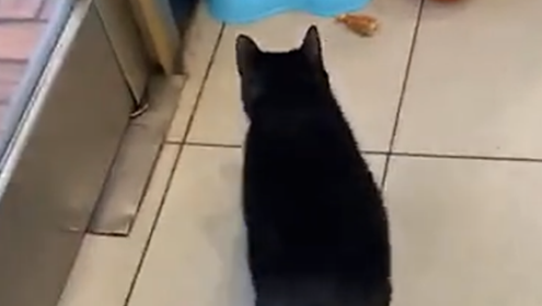 饭馆收养黑猫，猫咪每天跟顾客互动，猫：请叫我招财猫…… 