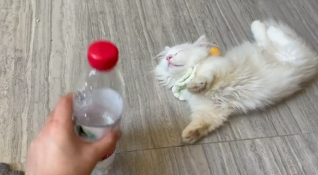花7500元买了只矮脚猫，回家后发现它耳聋