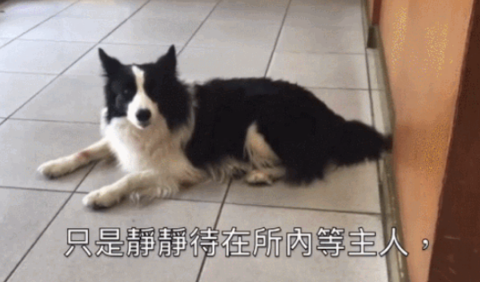 狗狗到警察局冒充“公务犬”，偷吃民警鸡腿，结果“大快人心”