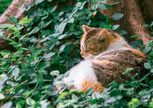 家有萌宠 | 绝美三花猫，简直是“偷心大盗”