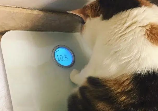 家有萌宠 | 绝美三花猫，简直是“偷心大盗”