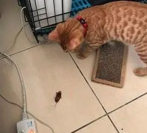 猫咪刚做完绝育就抓老鼠送主人，当天是主人生日，主人感动不已
