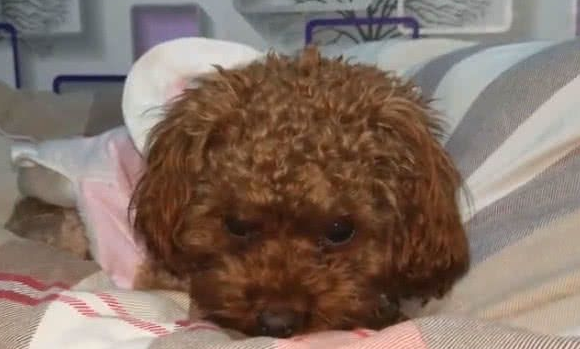 60网购一只“茶杯犬”，店主承诺不会长大，养2月主人：赚翻了