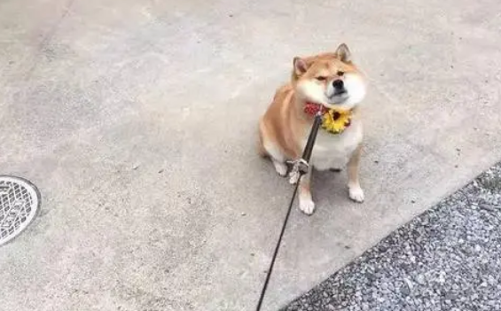 主人牵柴犬遛弯咬死猫妈妈，主人还为狗的“捕猎”露出喜悦笑容 