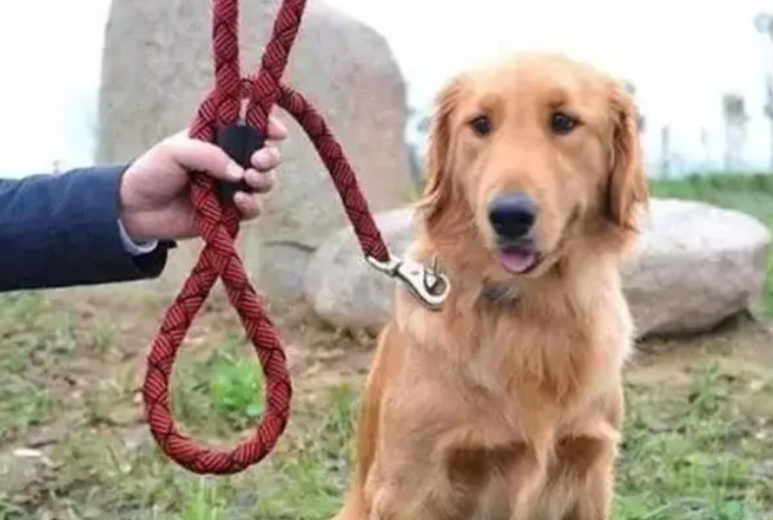 源城区一市民携带犬只未拴狗绳外出被罚款 