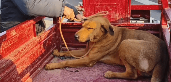 打也不下车，在三轮车上瑟瑟发抖的看家犬还是被装进了狗肉笼 
