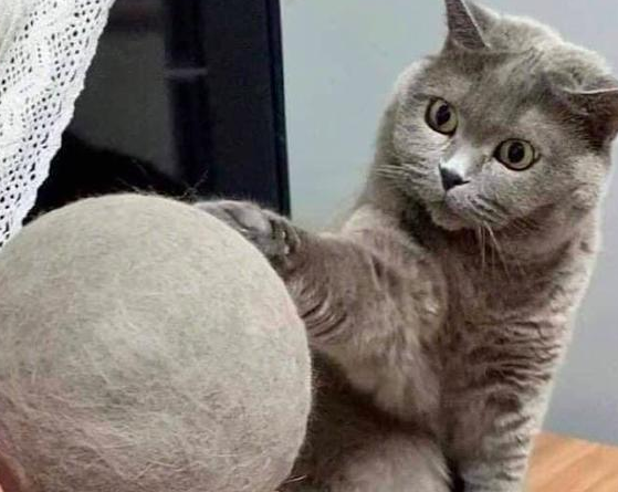 主人将猫掉的毛发卷成了球，它一脸不敢相信：你薅了朕这么多毛！