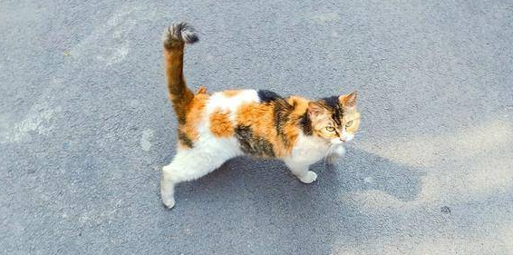 小猫咪不断撩拨大猫，大猫忍无可忍，把小猫一爪子拍翻