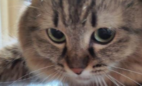 猫咪犯错被挂“自首”牌，猫奴们争相模仿，画面好有趣