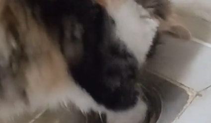 戒指掉进下水道，主人让猫这样做，猫：也不说给整个套袖，真埋汰
