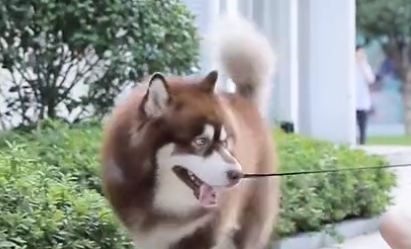 养大型犬的好处！湖南主人晒与狗狗有爱画面，下一秒狗狗表情亮了
