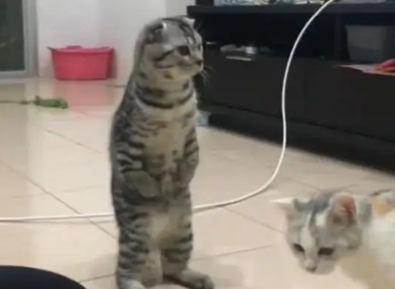 猫咪突然像人一样站起来，表情凝重地看空气，主人：看到啥了？