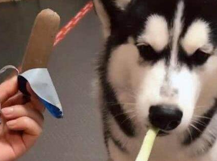 哈士奇口味独特，主人做实验测试二哈，做出的举动让铲屎官都惊了 