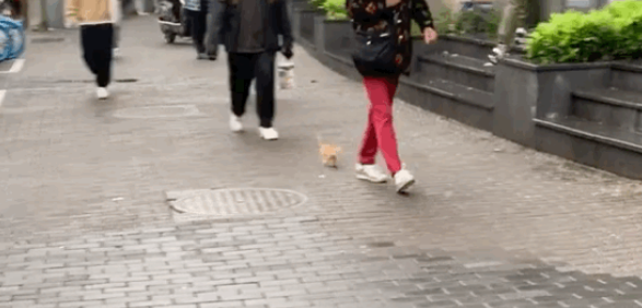 又到了捡猫的季节，最近小奶猫遍地跑，一个比一个好看