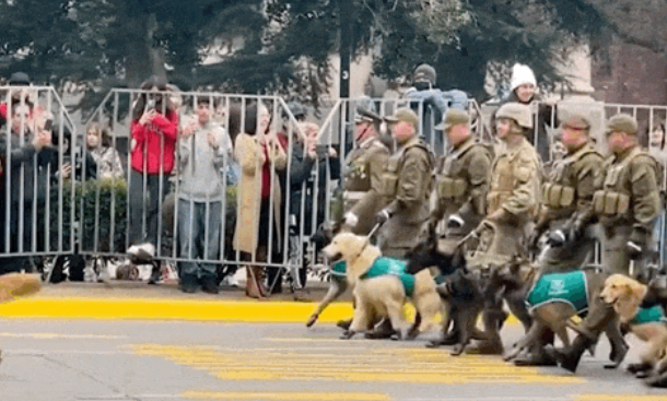 警犬参加阅兵仪式走路顺拐，身后还有人拖着垃圾桶：千万别拉