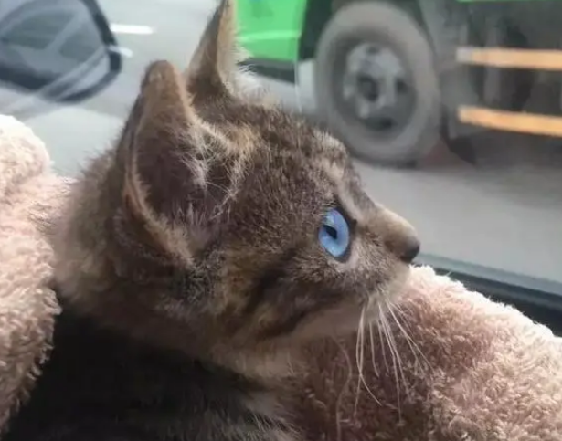 捡了一只小狸花猫，养大发现眼睛是蓝色的，像蓝宝石一样漂亮