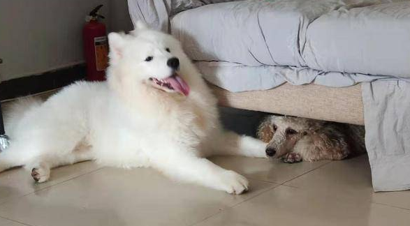 自家萨摩耶与贵宾犬结合产子，“儿子变女婿”