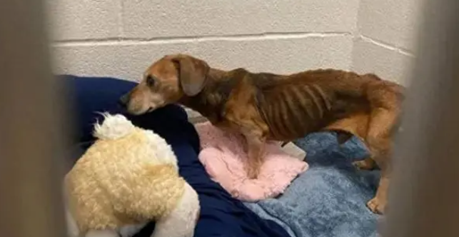 腊肠犬饿晕在路边，瘦到只有13斤，救助后才明白为何被丢弃