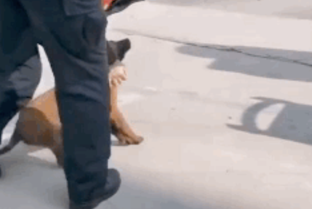 网红警犬“巴万”又上热搜了……这次是越狱干坏事去了哈哈哈！