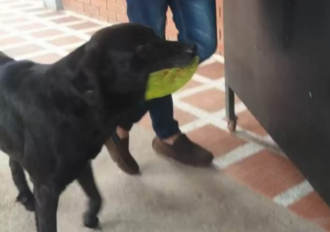 狗狗在校园当保安之余，还会用树叶去小卖铺买零食吃