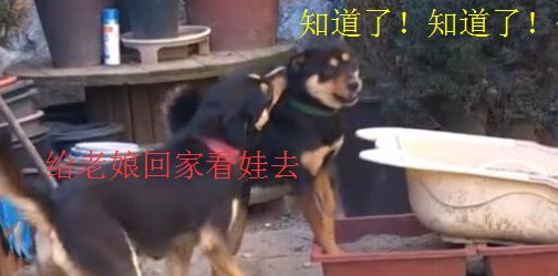 狗爸带娃是一种什么体验？网友：感觉比人类爸爸靠谱多了