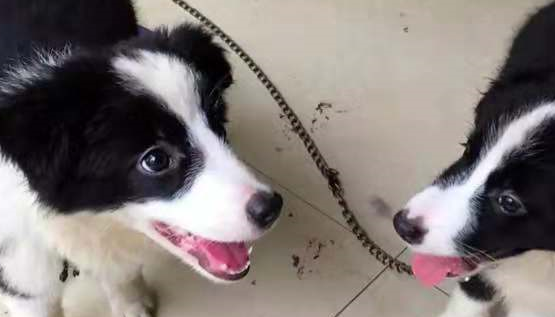与刚到家的边境牧羊犬斗智斗勇之后，我还是果断的认输了