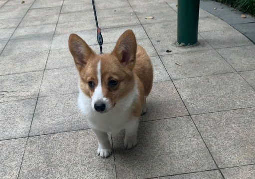 家人不让养狗，网友买了只柯基，结果带到楼下不敢上去 