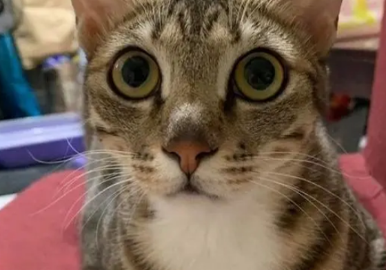 收养了一只流浪猫，3年后女主怀孕众人让把猫送走，奶奶极力维护