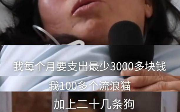  流浪猫狗救助者不堪网络质疑，服药自杀